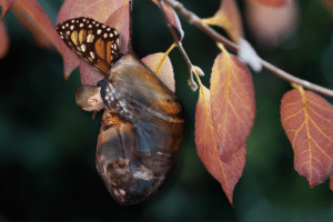 Business man in butterfly pupa going through a metamorphosis to become a leader